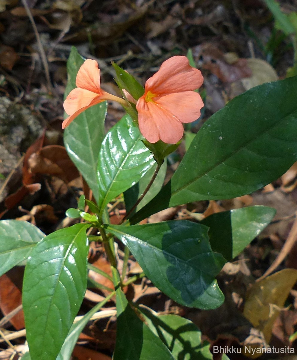 Crossandra infundibuliformis subsp. arida L.H.Cramer